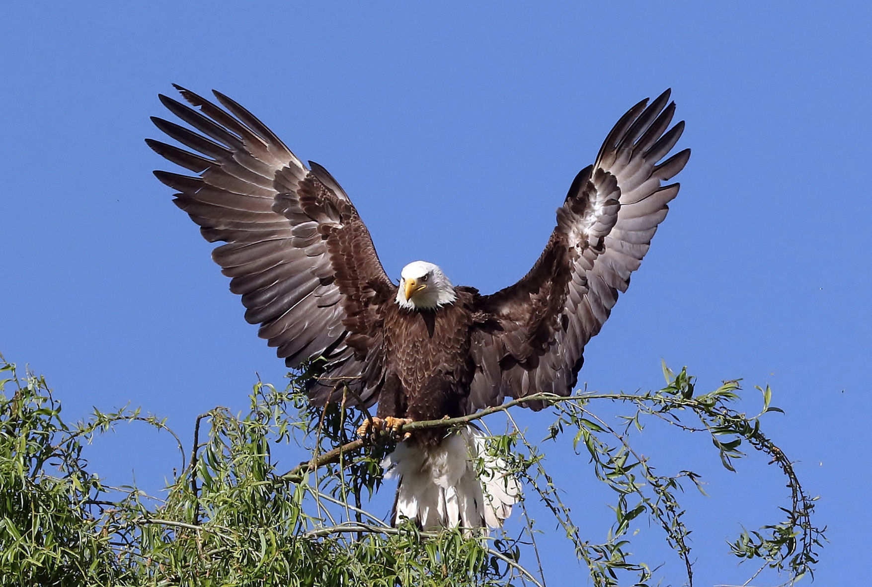 Hopi leery of wind farm's impact on sacred eagles